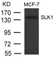 SLK1