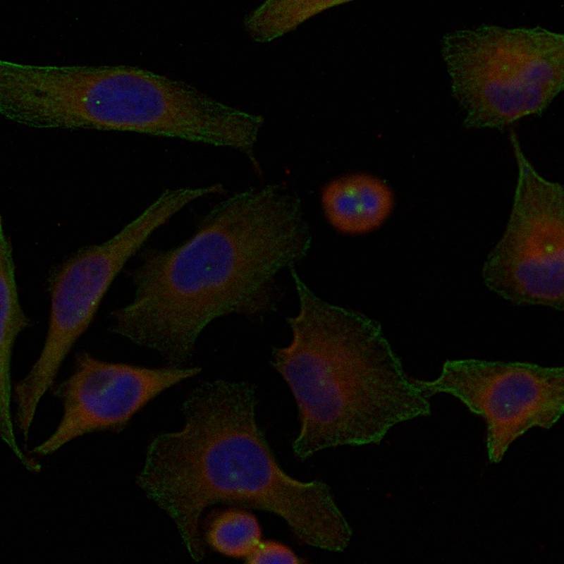 Rabbit Polyclonal Antibody to Niban