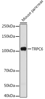 TRPC6