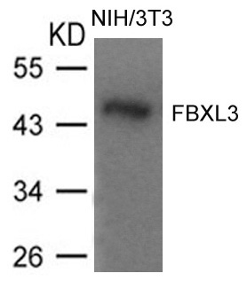 FBXL3