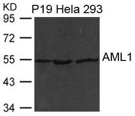 AML1(RUNX1)
