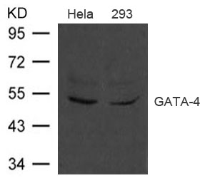 GATA-4