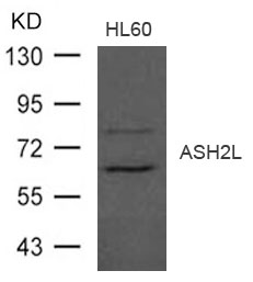 ASH2L