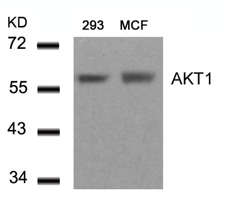AKT1(Ab-450)