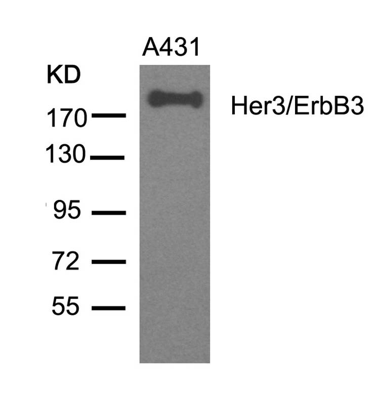Her3/ErbB3(Ab-1328)