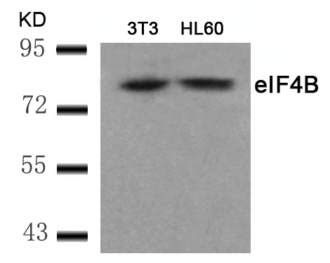 eIF4B(Ab-422)