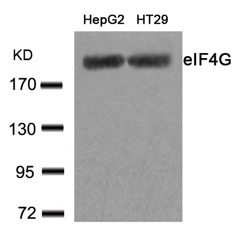 eIF4G(Ab-1231)