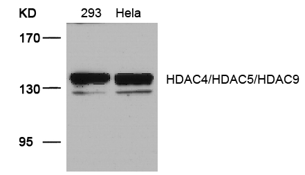 HDAC4/HDAC5/HDAC9(Ab-246/259/220)