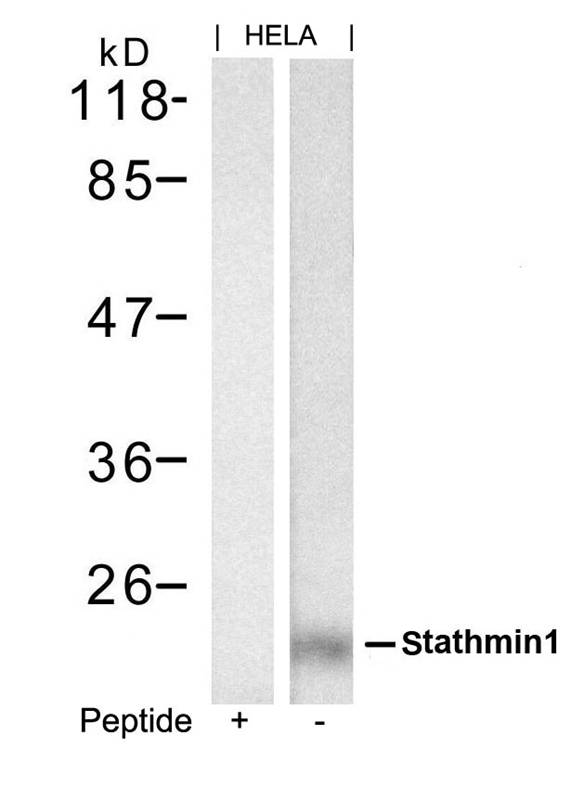 stathmin1(Ab-62)
