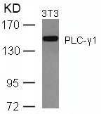 PLCg1(Ab-771)