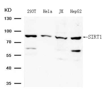 SIRT1 (Ab-344)