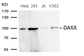 DAXX (Ab-739)