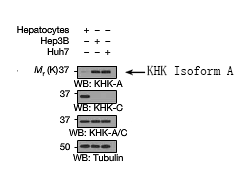 KHK Isoform A