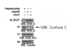 KHK Isoform C