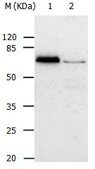 ABCB8