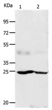FGF7