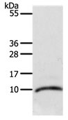 CCL3L1