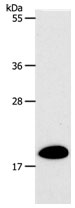 SIRT5