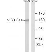 p13Cas (Ab-410)