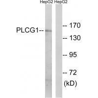 PLCG1 (Ab-771)