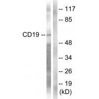 CD19 (Ab-531)