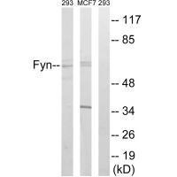 Fyn (Ab-530)