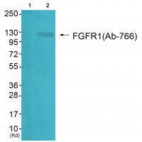 Rabbit Polyclonal Antibody to FGFR1 (Ab-766)