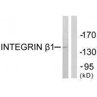 Integrin β1 (Ab-789)