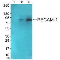 PECAM-1 (Ab-713)