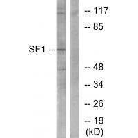 SF1 (Ab-82)