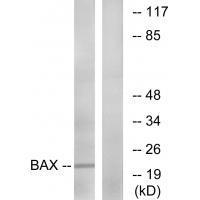 Bax (Ab-167)