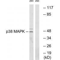 p38 MAPK (Ab-322)