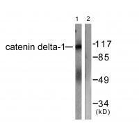 Catenin-δ1 (Ab-228)