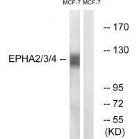 EPHA2/3/4 (Ab-588/596)