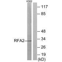 RFA2 (Ab-21)