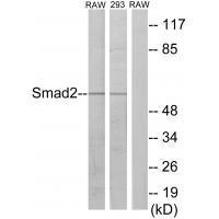 Smad2 (Ab-220)