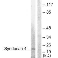 Syndecan4 (Ab-179)