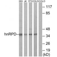 hnRPD (Ab-83)