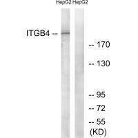 ITGB4 (Ab-1510)