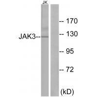 JAK3 (Ab-785)