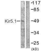 Kir5.1 (Ab-416)