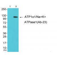 ATP1α1/Na+K+ ATPase1 (Ab-23)