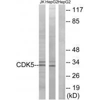 CDK5 (Ab-15)