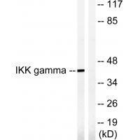 IKK-γ (Ab-85)