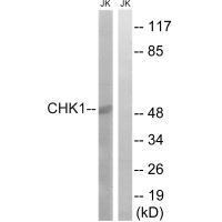 Chk1 (Ab-280)