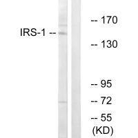 IRS-1 (Ab-312)