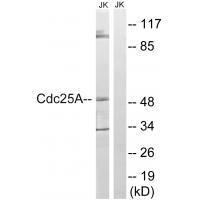 CDC25A (Ab-178)