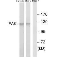 FAK (Ab-843)