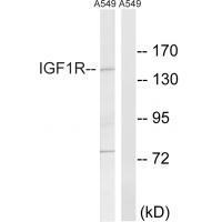 IGF1R (Ab-1346)