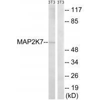 MAP2K7 (Ab-271)